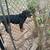 German Rottweiler $800 4 thumbnail