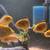 Cichlids 1 thumbnail