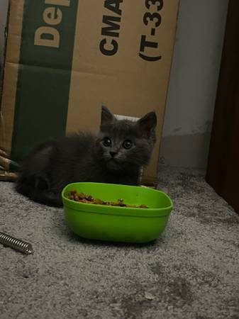 Kitten ready for a good home (Spring Valley)63819964801793122