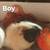 Guinea pigs 3 thumbnail