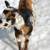 Nigerian Dwarf doe 1 thumbnail