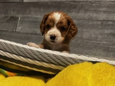 rehoming cocker spaniel! 1