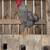 Barred Rock Rooster 3 thumbnail