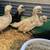 Four Acorns Farm - Pullets, Chicks, hatching eggs 9 thumbnail