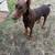 Doberman Pinscher 2 thumbnail