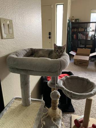 9 week old kittens need a loving home (Citrus Heights)63848981227905122