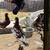 Tippler pigeons 3 thumbnail