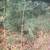 White Pine Tree Saplings 2 thumbnail