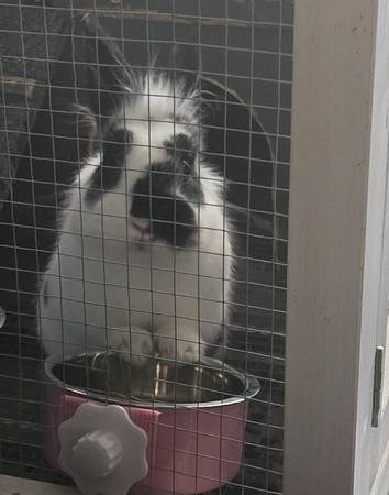 Free rabbit (Custer)63910106827010120