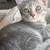 2 3 month female tabbys need rehoming 5 thumbnail