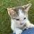 Kitties 3 thumbnail