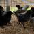 Bantam Chicks 1 thumbnail