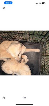 Pyrenees and anatolian shepherds puppies (Oklahoma City)63976603473794121