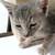 2 months plus  - Female Kitten - Silver Tabby 2 thumbnail