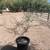 Mesquite trees Native and Chilean 6 thumbnail