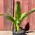 Bromeliads - cold hardy tropical plants 4 thumbnail