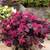 Flowering Shrubs, Ornamental Shrubs, Bushes Evergreen Shrubs 9 thumbnail