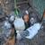 Brahma pullets 2 thumbnail