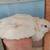Jumbo pearl couturnix Quail 3 months/gordonises de Jumbo pearl couturnix 3 meses 3 thumbnail