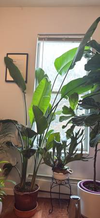 6-7 ft tall Birds of Paradise 1