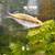 Free female rainbowfish 8 thumbnail