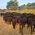 Black Angus Heifers - SOLD 4 thumbnail