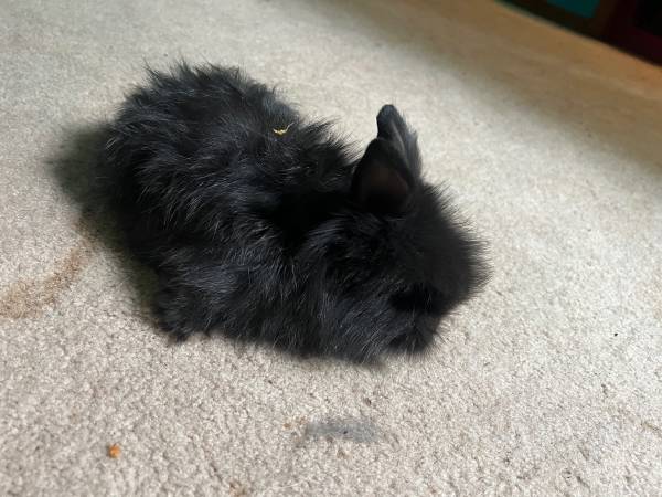 Fluffy bunny63932506768771121