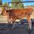 Jersey Heifer 1 thumbnail