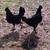 Polish Mix Chickens 1 thumbnail