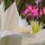 200 Dragon Fruit Varieties to pick 8 thumbnail