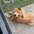 Chow chow 2 thumbnail