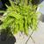 Beautiful Fern 1 thumbnail