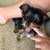Yorki/schnauzer 3 thumbnail