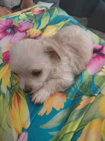 Cachorros Chipoo (hercules, pinole, san pablo, el sob)63659229479681121
