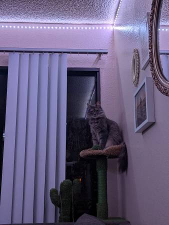 Beautiful cat looking to rehome63894602186370122