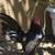 Old english bantam rooster 1 thumbnail