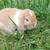 RABBIT HERD REDUCTION 3 thumbnail