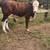 Braford Bull 12 thumbnail