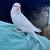*** BABY PARAKEETS *** ready end of September 9 thumbnail