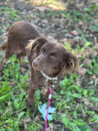 Rehoming! Looking for ? (Aussie Mix) (Kansas City)63903227520770123