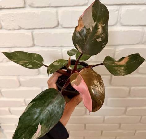 Pink Princess Philodendron Houseplant (Rare Plant with Variegation) 1