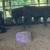 Beef heifers 6 thumbnail