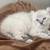Rehoming Snow Leopard Savannah Highlander Kittens 2 thumbnail