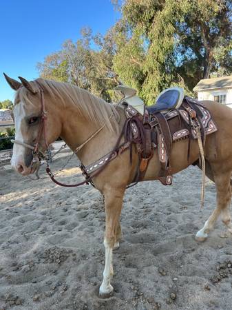 Caballo cuarto de milla 1