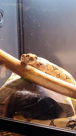 3 ball pythons and a boa63943426849794123