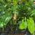 Assorted 'Starter' Tropicals For Sale! 3 thumbnail