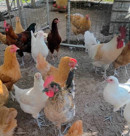 4 gallos - 1 o todos - Gratis (St. George)577484450516193283
