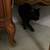Found Black cat 5 thumbnail
