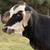 Brahman X heifer calf 7 thumbnail