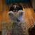 1 1/2 Year Old Shih Tzu 2 thumbnail